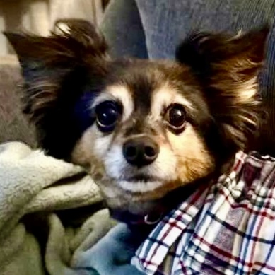 Lil Oscar (Bonded with Brigsby) photo