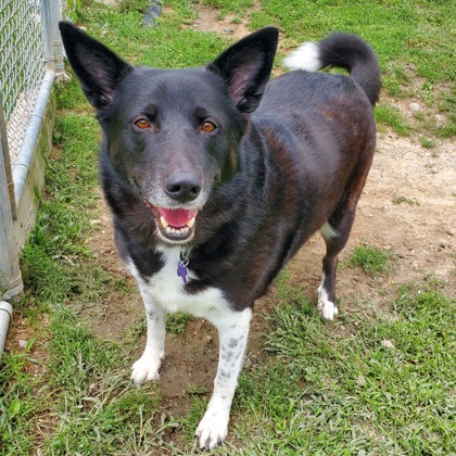 Adoptable Pets - Capital Area Humane Society