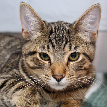 Adoptable Pets - Capital Area Humane Society