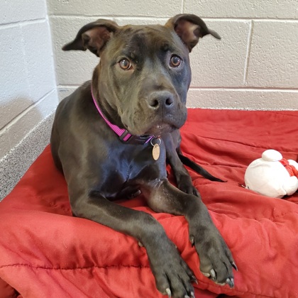 Capital Area Humane Society - Based on this dog scale, how do you