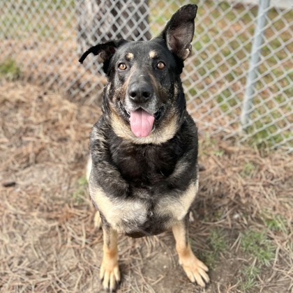 Adoptable Pets - Capital Area Humane Society