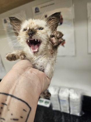 Lady Meows - FTA photo