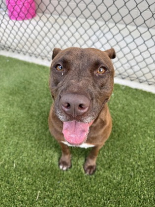 Dodge photo