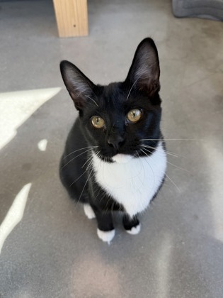 Piper photo