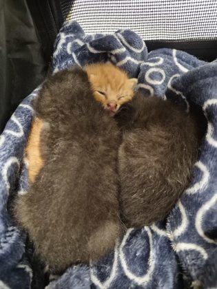 Squish photo