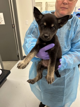 Buckeye - FTA photo