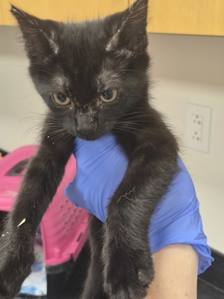 Vidia-PETSUPERMARKET photo