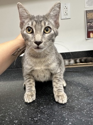 Trojan-PETSUPERMARKET photo