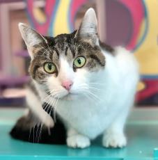 lakeland animal shelter cats