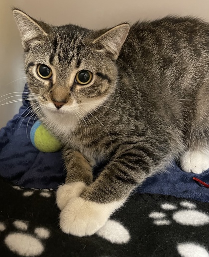 Cats - Lakeland Animal Shelter