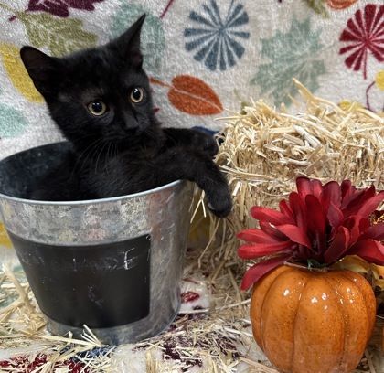 Cats - Lakeland Animal Shelter