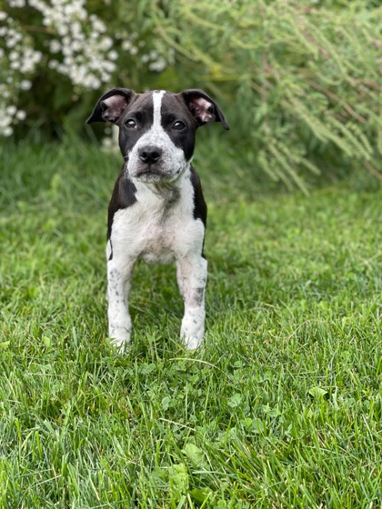 Dogs - Lakeland Animal Shelter