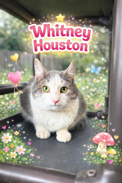 Whitney Houston photo