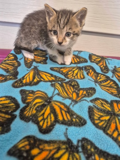 Butterscotch photo