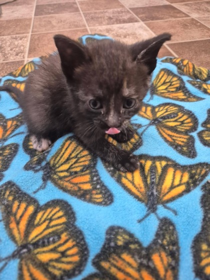 Peanut Butter Cup photo
