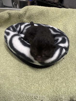 Thackery Binx photo