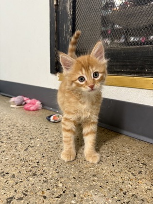 Alexander Pushkin photo