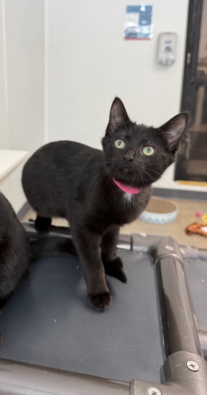 Chelsea Daniels photo