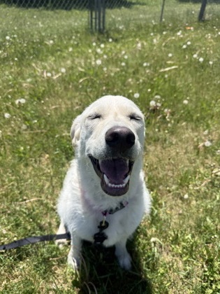 Crazy Vanilla photo