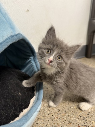 Margaret Atwood photo