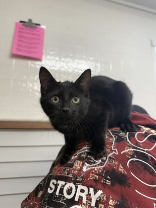 Chelsea Daniels photo