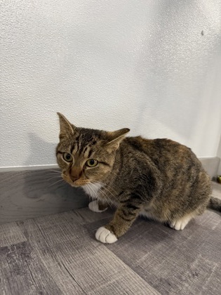 Hannah Montana photo