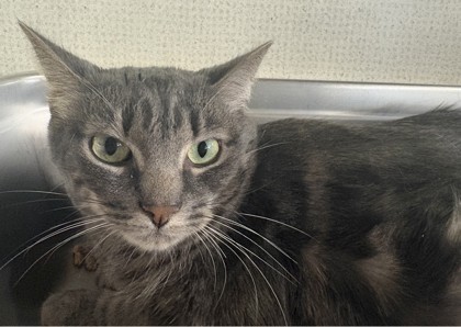 Photo of Annabelle - BONDED TO MJ - AVAILABLE