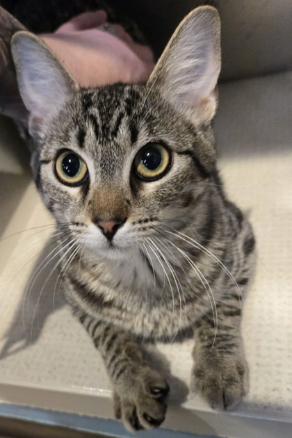 Photo of Jellybean - AVAILABLE