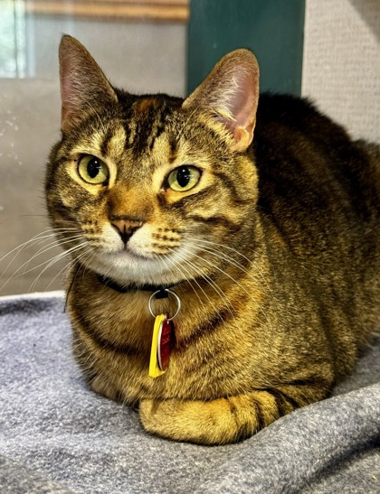 Photo of Cleo - AVAILABLE - BONDED TO SOCKS