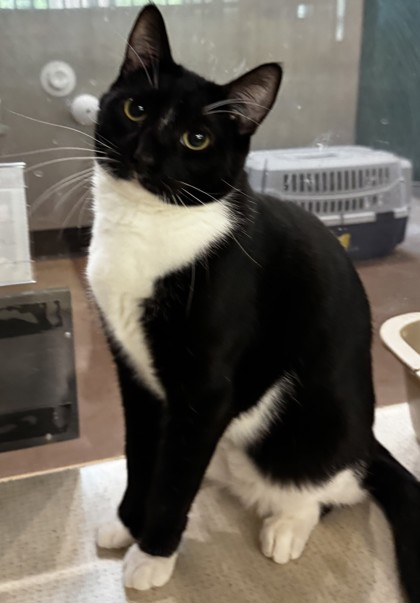 Photo of Mutt  - AVAILABLE