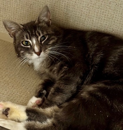 Photo of Astrea - AVAILABLE