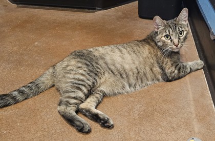 Photo of Maggie - AVAILABLE