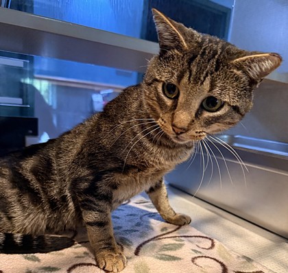Photo of Cutie - AVAILABLE