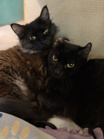 Photo of Hiccup - BONDED TO LARK  - AVAILABLE