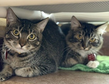 Photo of Holmes - BONDED TO SHERLOCK - AVAILABLE