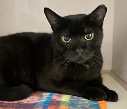 Photo of Batman - FIV+ - AVAILABLE