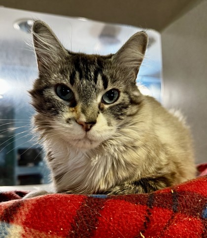 Photo of Socks - AVAILABLE - BONDED TO CLEO