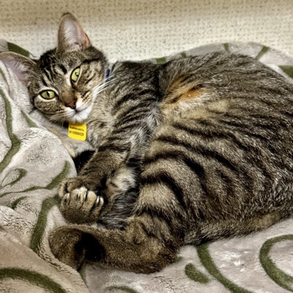 Photo of Cinnamon - AVAILABLE