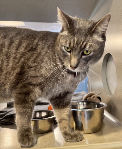Photo of Sterling- FIV+ - AVAILABLE