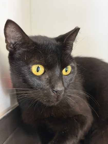 Photo of Mahina - AVAILABLE