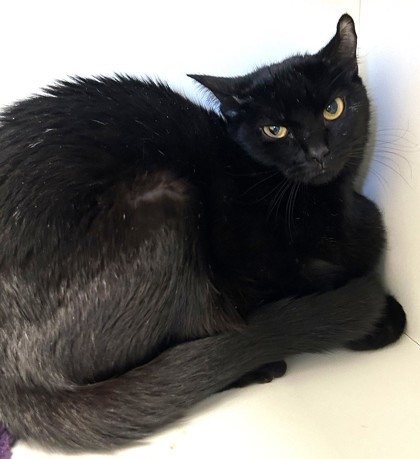 Photo of Lark - BONDED TO HICCUP - AVAILABLE