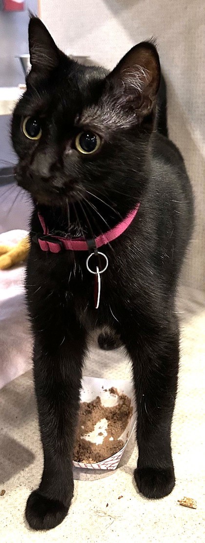 Photo of Ava - AVAILABLE