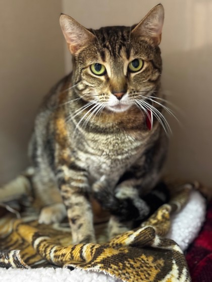 Photo of Andromeda - AVAILABLE