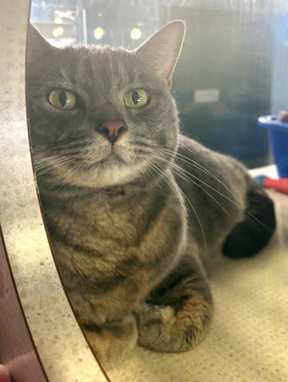 Photo of MJ - BONDED TO ANNABELLE - AVAILABLE