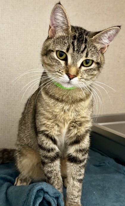 Photo of Pearl - AVAILABLE