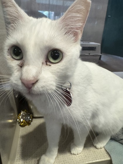 Photo of Elsa - AVAILABLE