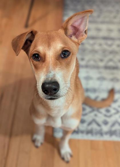 Cesar