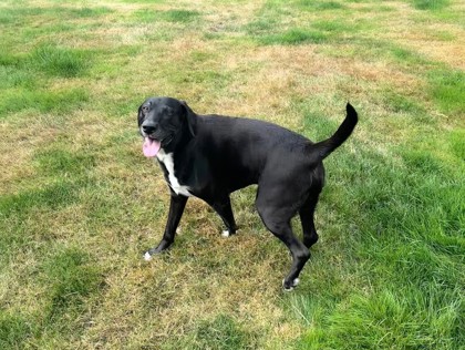 Cooper, 3