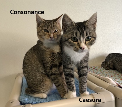 Consonance, 2