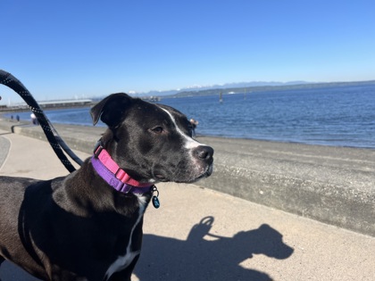 Pippa